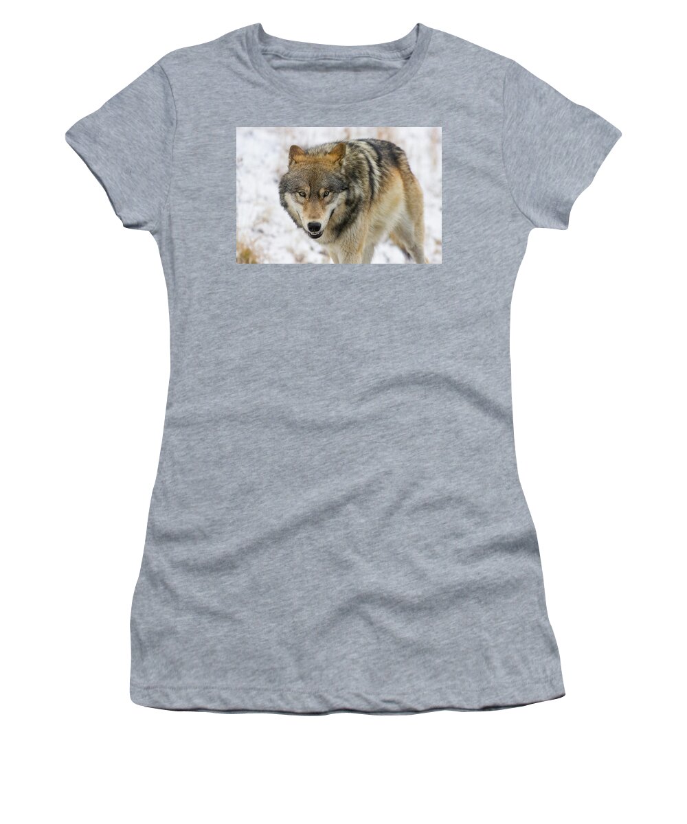 Wild Women's T-Shirt featuring the photograph Wolf in the Wild by Mark Miller