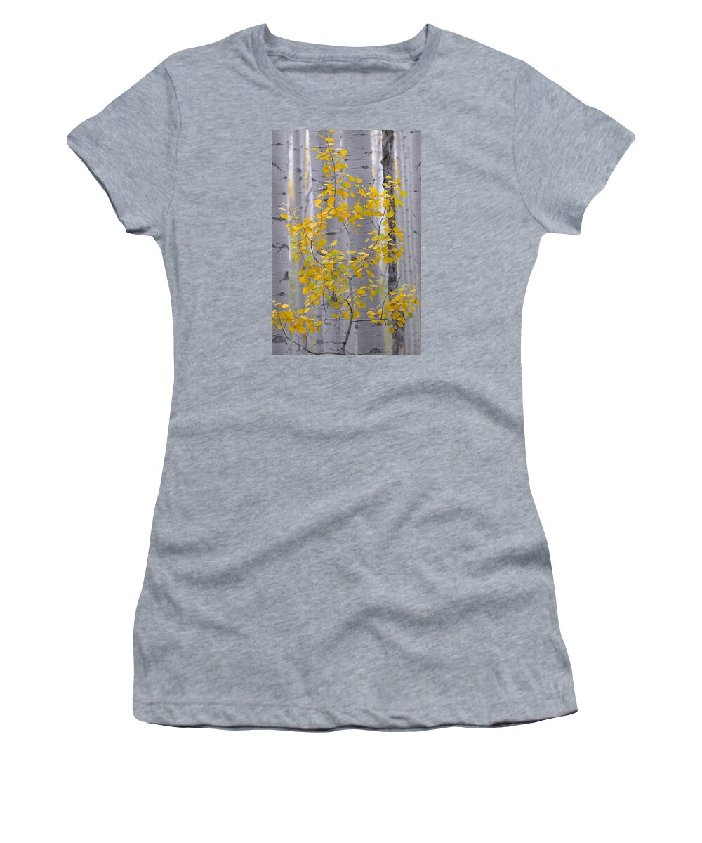 Aspen Women's T-Shirt featuring the photograph Yellow Aspen Tree by Ronda Kimbrow