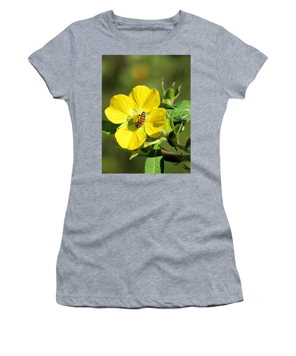 Yellow Evening-primrose Women's T-Shirt featuring the photograph Yellow Primrose and Honey Bee 000 by Christopher Mercer