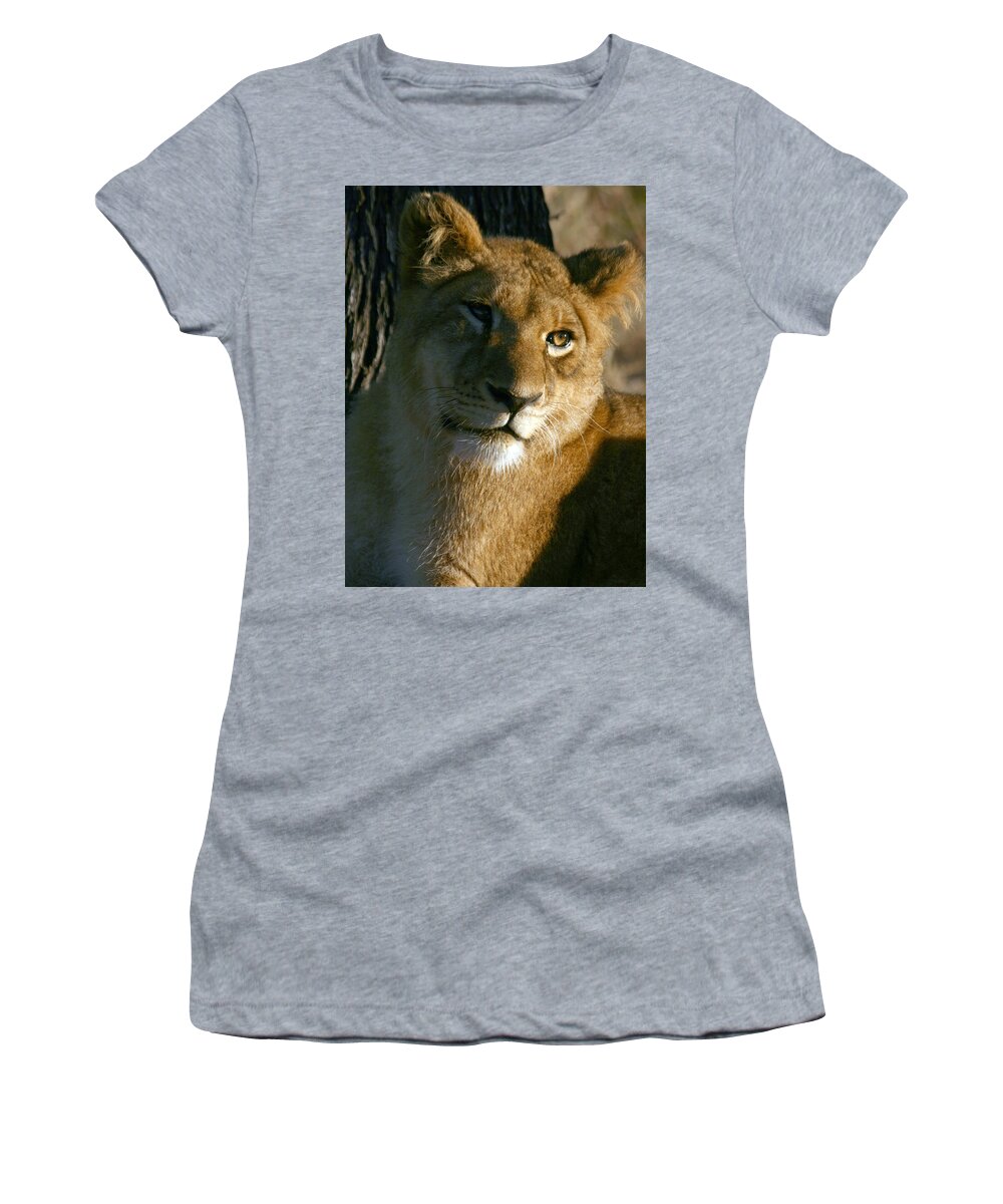 Lion Women's T-Shirt featuring the photograph Young Lion by Karen Zuk Rosenblatt