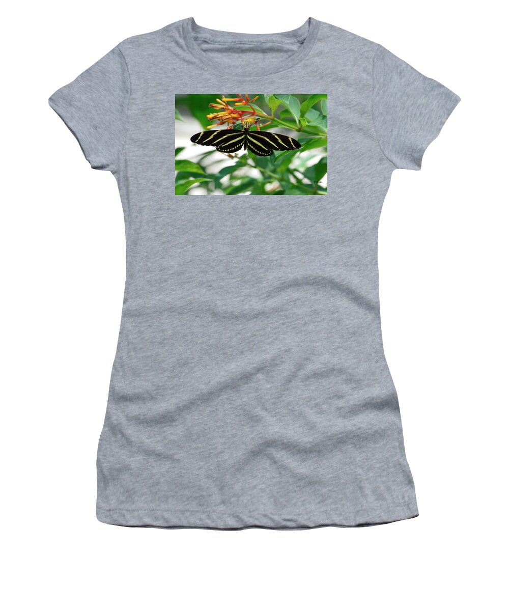 Butterfly Women's T-Shirt featuring the photograph Zebra longwing Butterfly by Bess Carter