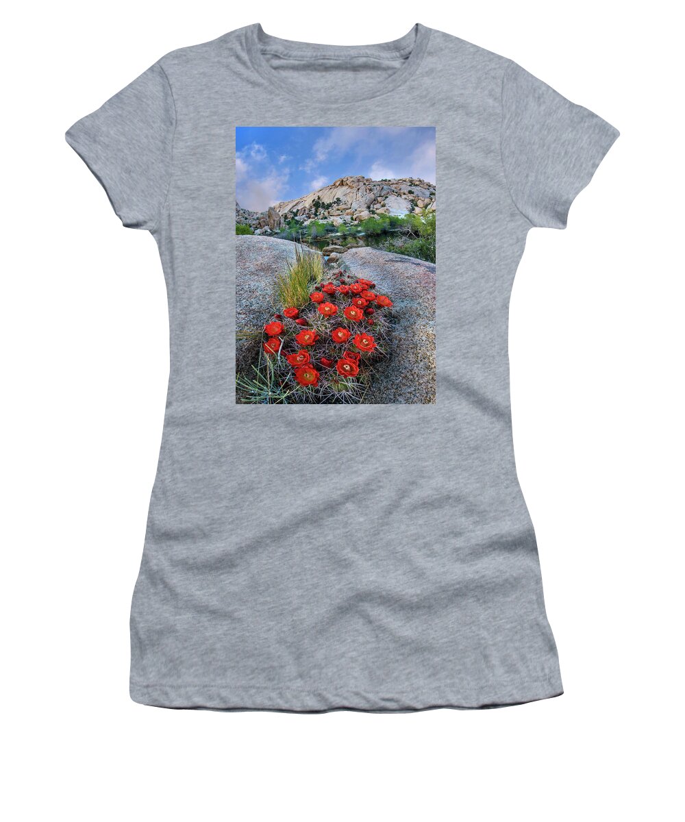00568636 Women's T-Shirt featuring the photograph Claret Cup Cactus Near Barker Pond Trail, Joshua Tree National Park, California #1 by Tim Fitzharris