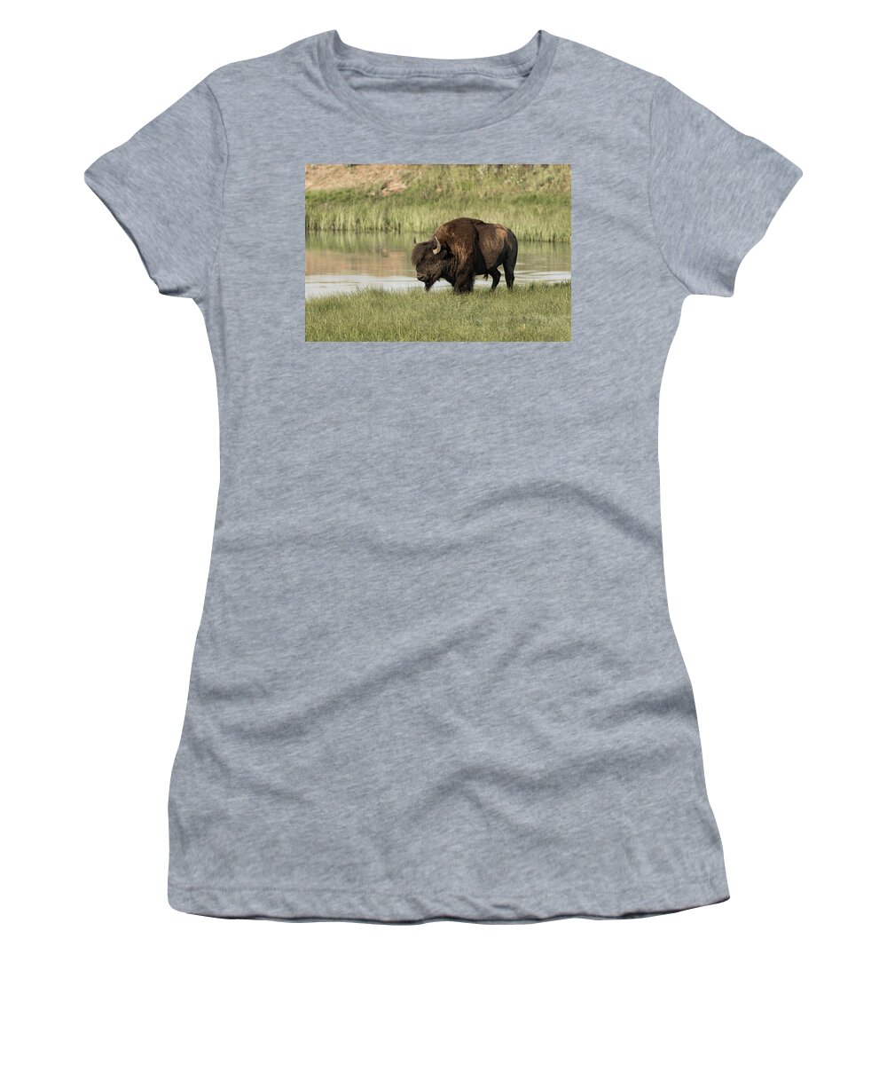 Bison Buffalo Yellowstone National Park Hayden Valley Wildlife Mammals Bull Male Rut Fall Horns Women's T-Shirt featuring the photograph Down by the River #1 by Ronnie And Frances Howard
