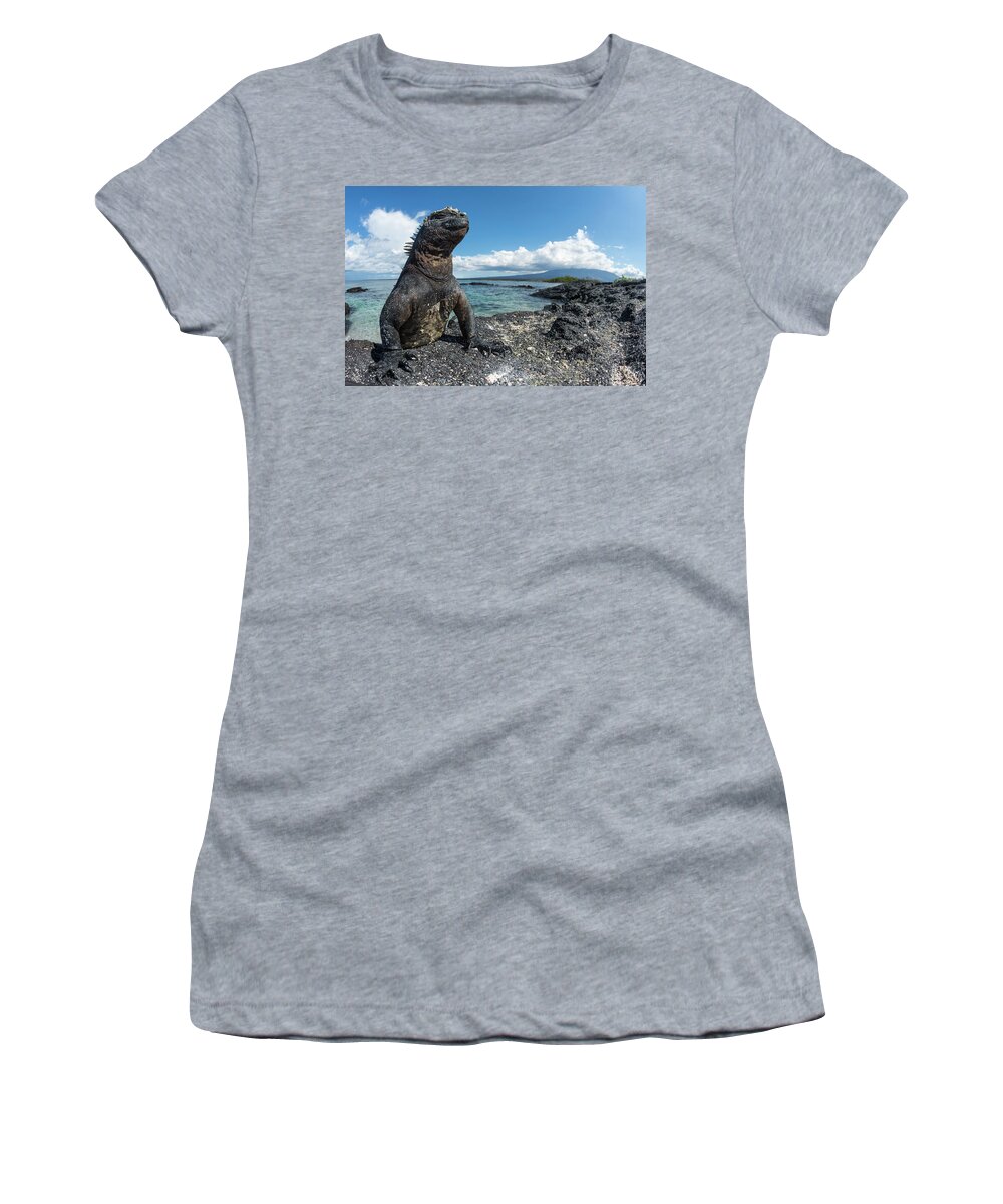 Animals Women's T-Shirt featuring the photograph Marine Iguana Basking On Coast #1 by Tui De Roy