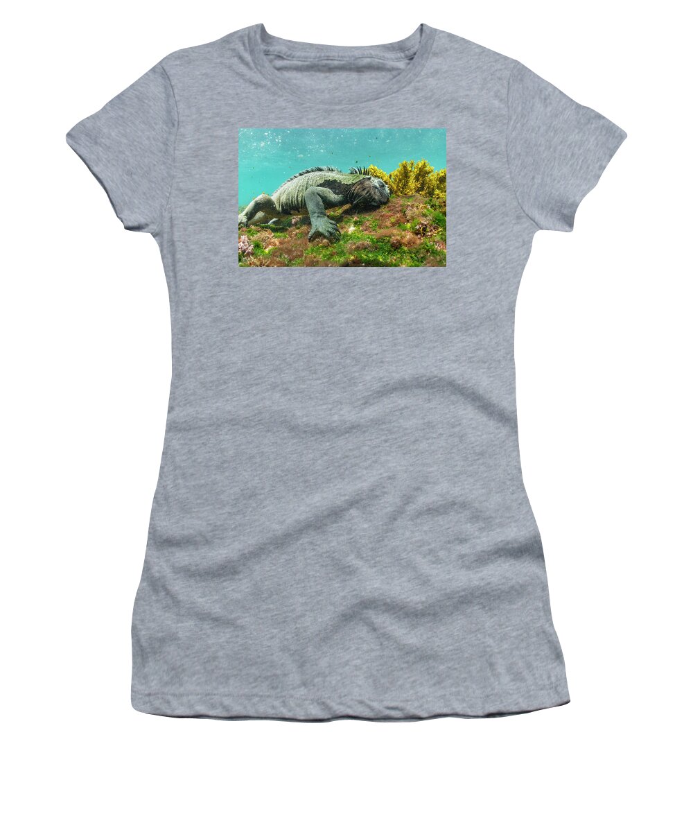 Animals Women's T-Shirt featuring the photograph Marine Iguana Grazing On Algae #1 by Tui De Roy