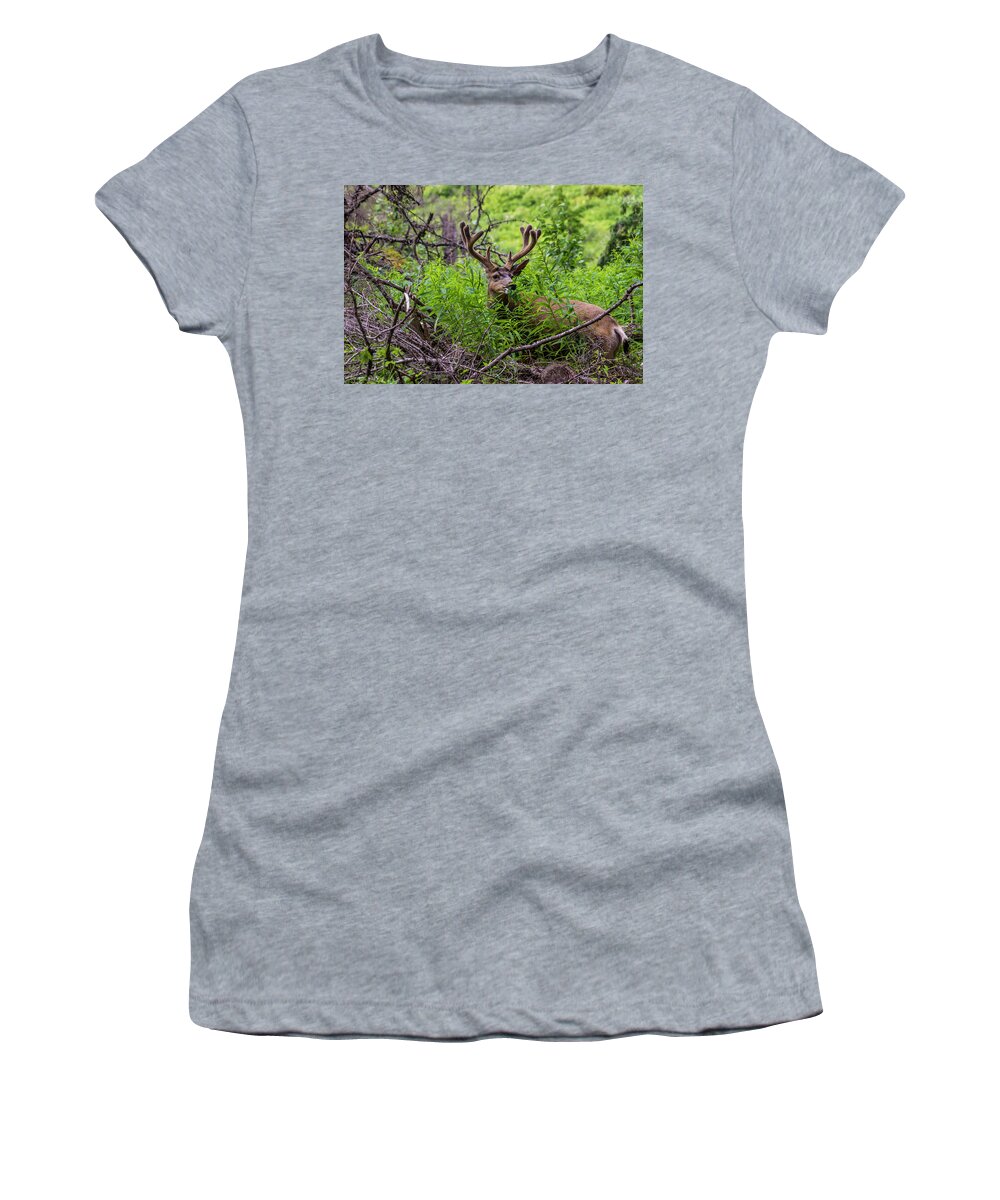 Glacier National Park Women's T-Shirt featuring the photograph Mule Deer Munching On Plant Leaves #1 by Donald Pash
