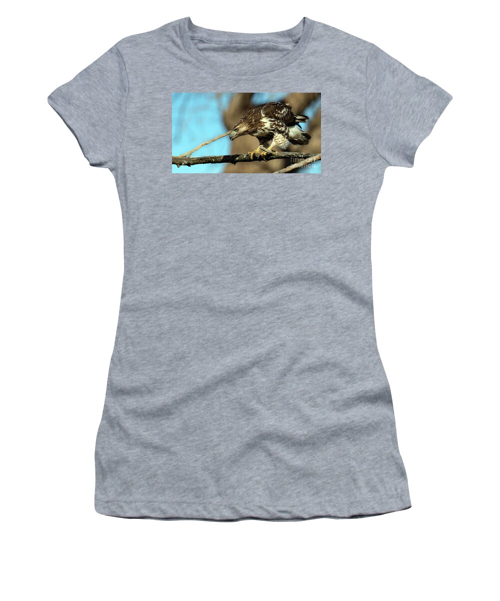 Hawk Women's T-Shirt featuring the photograph Red Tailed Hawk perched #1 by Sam Rino
