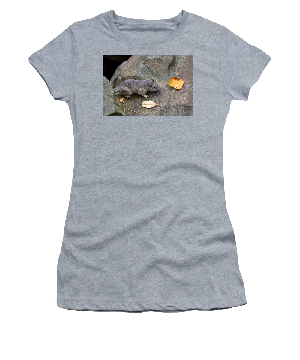 Allegheny Woodrat Women's T-Shirt featuring the photograph Allegheny Woodrat Neotoma Magister #10 by David Kenny
