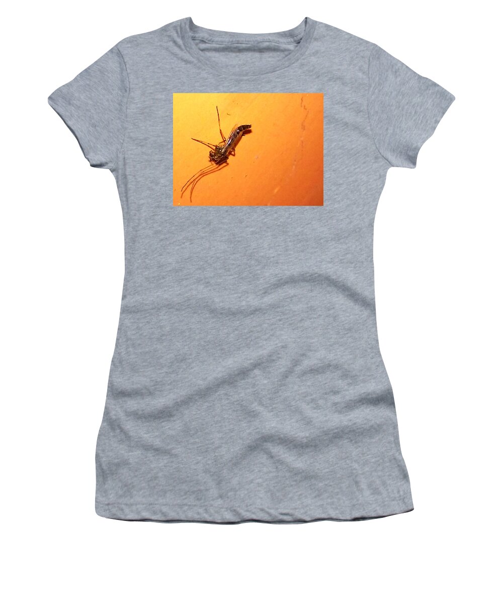 Pest Insect Women's T-Shirt featuring the photograph Aedes egypty insect #3 by Nestor Cardona Cardona
