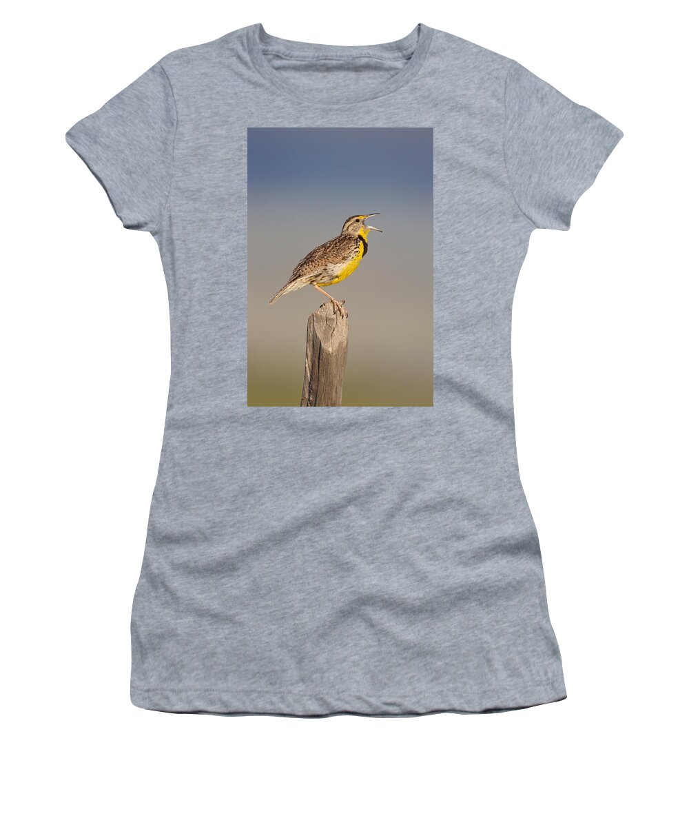 American Fauna Women's T-Shirt featuring the photograph Western Meadowlark #4 by James Zipp
