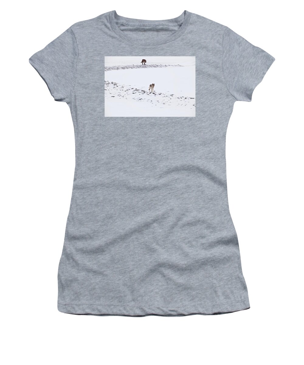 Spitfire Women's T-Shirt featuring the photograph 812 Lone Wolf by Eilish Palmer