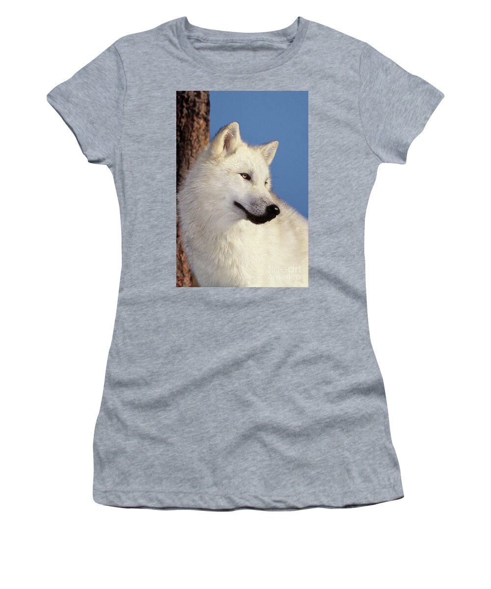 Arctic Wolf Women's T-Shirt featuring the photograph Arctic Wolf Portrait wildlife rescue by Dave Welling