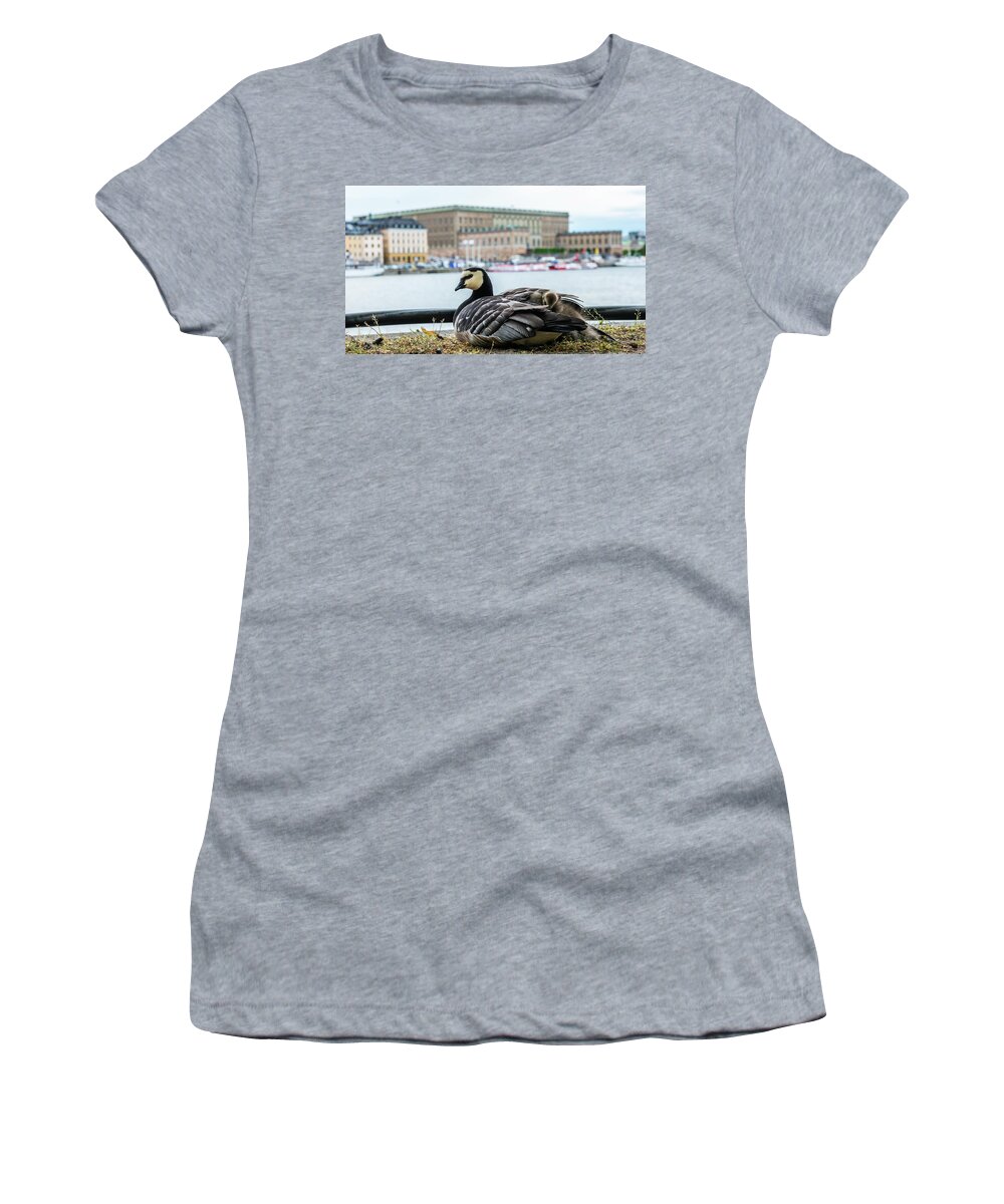 Barnacle Goose Women's T-Shirt featuring the photograph Barnacle Goose with her three goslings under her wing by Torbjorn Swenelius