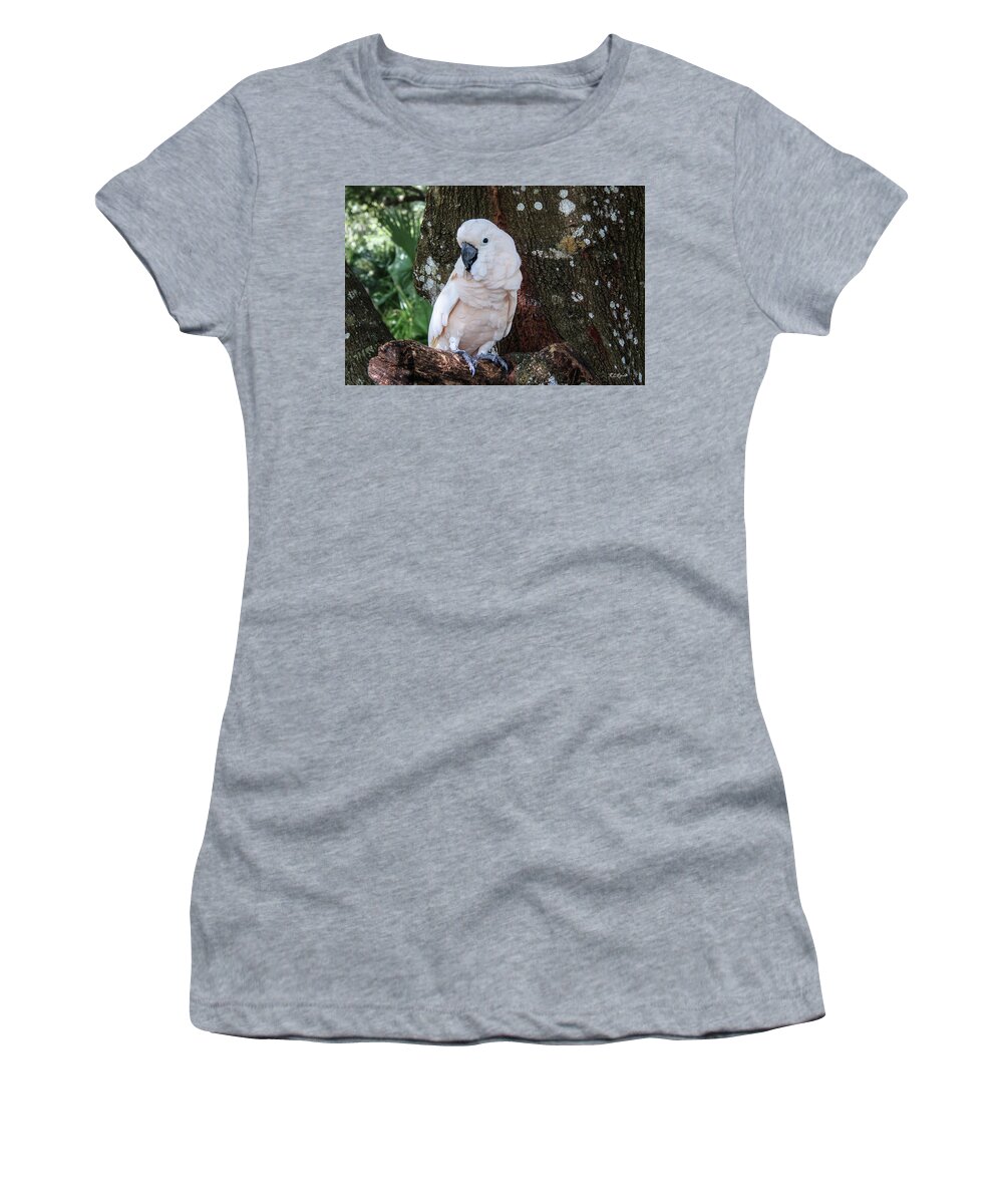 Florida Women's T-Shirt featuring the photograph Bird Gardens of Naples - Salmon-crested Moluccan Cockatoo by Ronald Reid