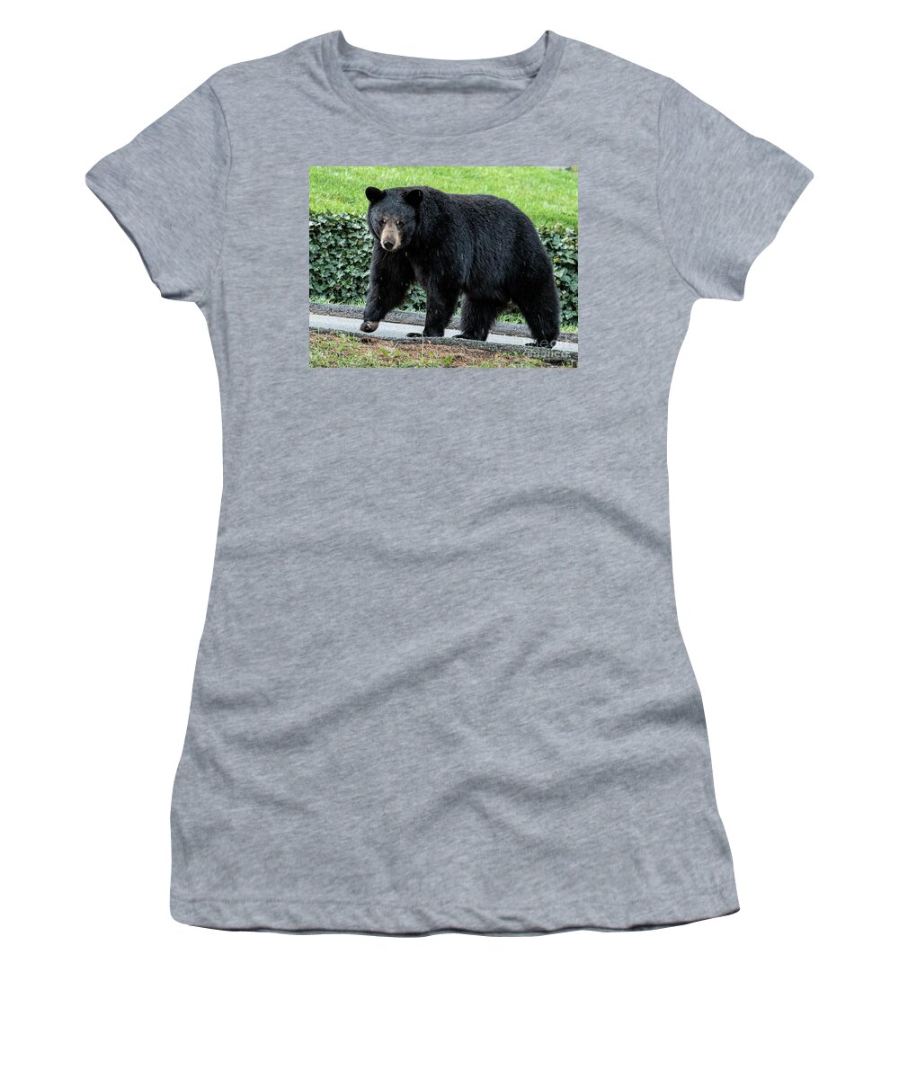 Bear In Tree Women's T-Shirt featuring the photograph Black Bear in North Asheville by David Oppenheimer