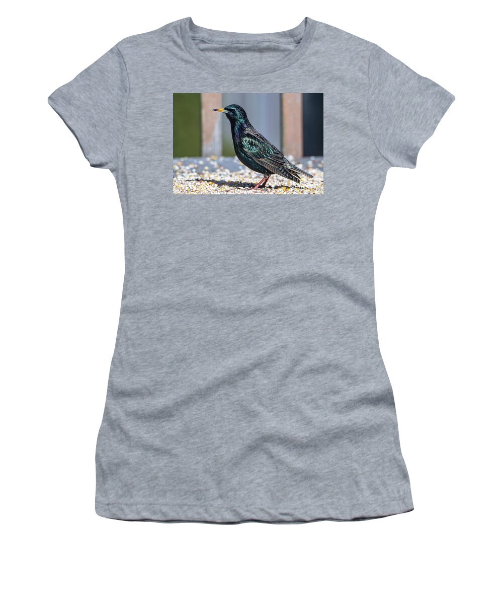 Starling Women's T-Shirt featuring the photograph Bright Colors of the Starling Bird by Sandra J's