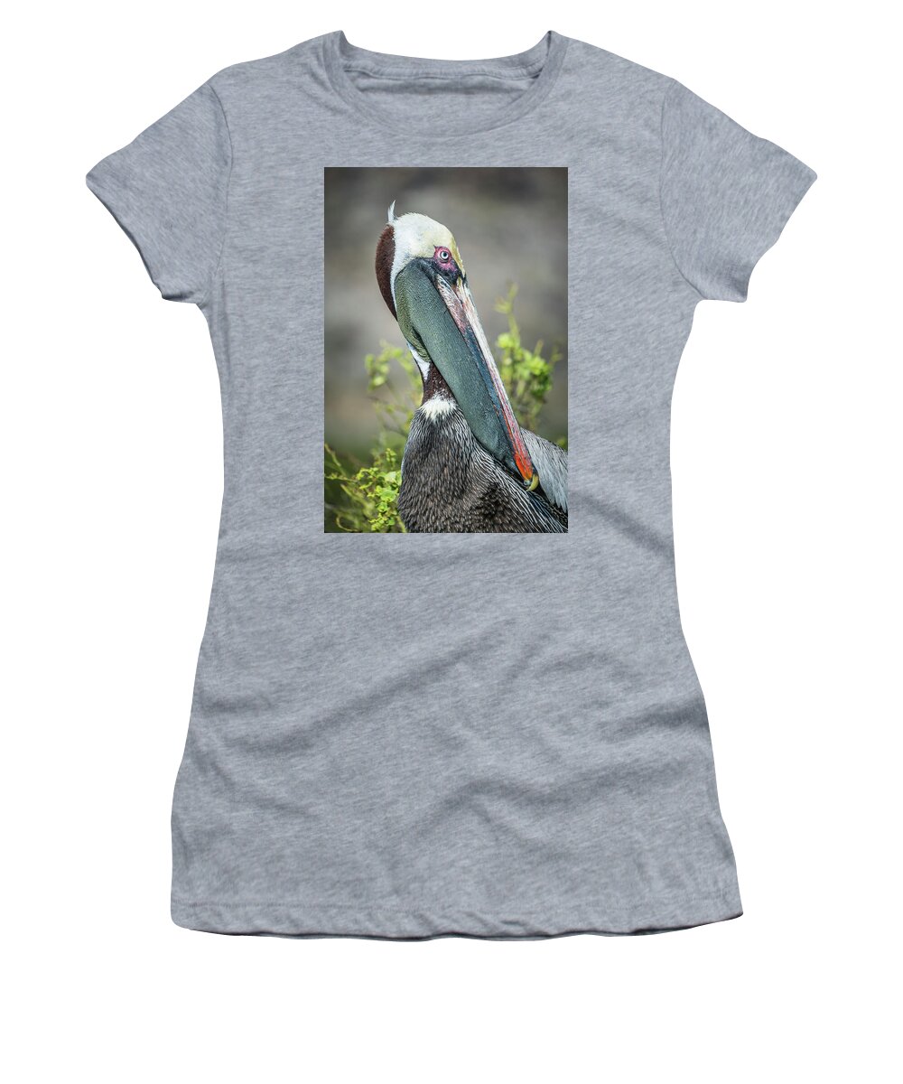 Animals Women's T-Shirt featuring the photograph Brown Pelican On Sante Fe Island by Tui De Roy