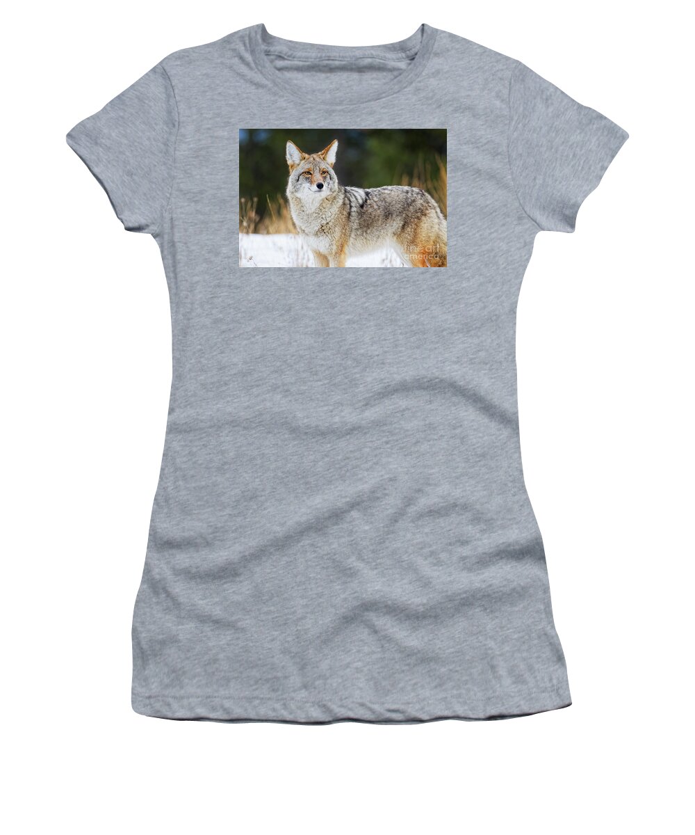 Close Up Women's T-Shirt featuring the photograph Closeup of a healthy handsome coyote looking almost at you in wi by Robert C Paulson Jr