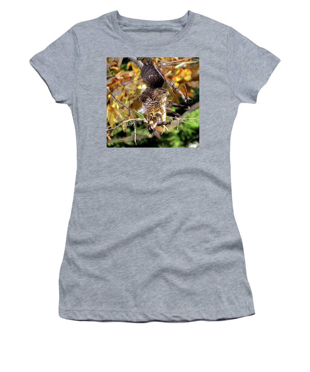 Cooper's Hawk Women's T-Shirt featuring the photograph Cooper's Hawk on the Hunt by Linda Stern