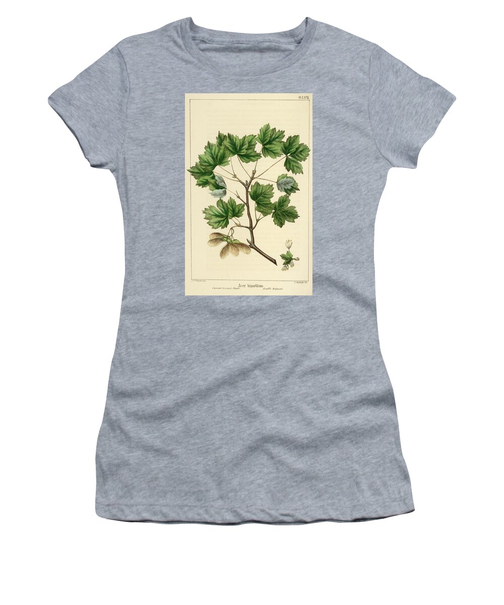 Currant Leaved Maple Women's T-Shirt featuring the drawing Currant Leaved Maple by Unknown
