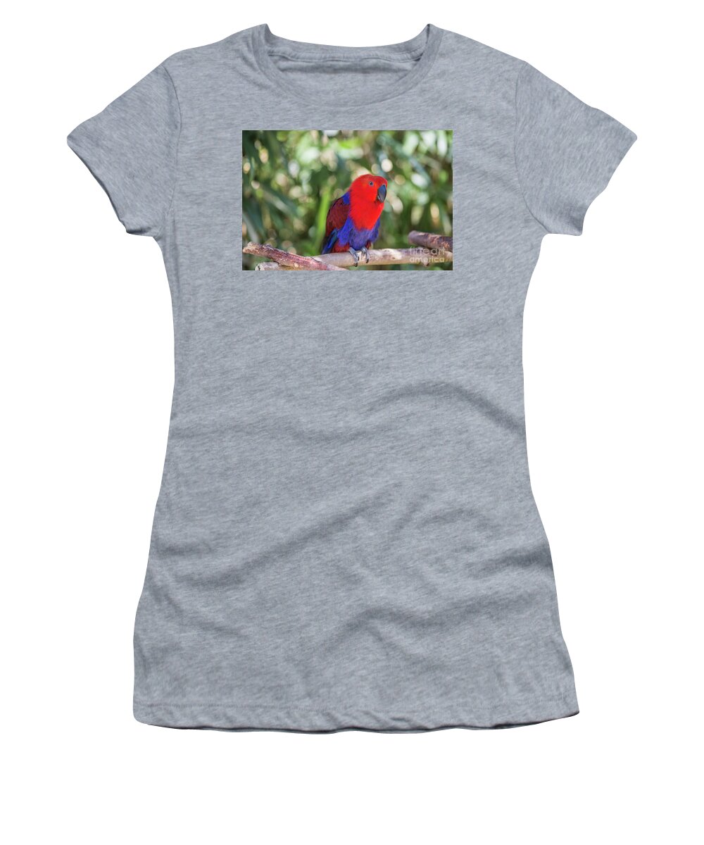 Eclectus Parrot Women's T-Shirt featuring the photograph Eclectus Parrot by Eva Lechner