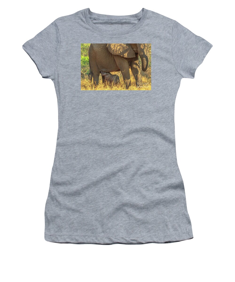 Elephants Women's T-Shirt featuring the photograph Elephant calf drinking milk by Benny Marty