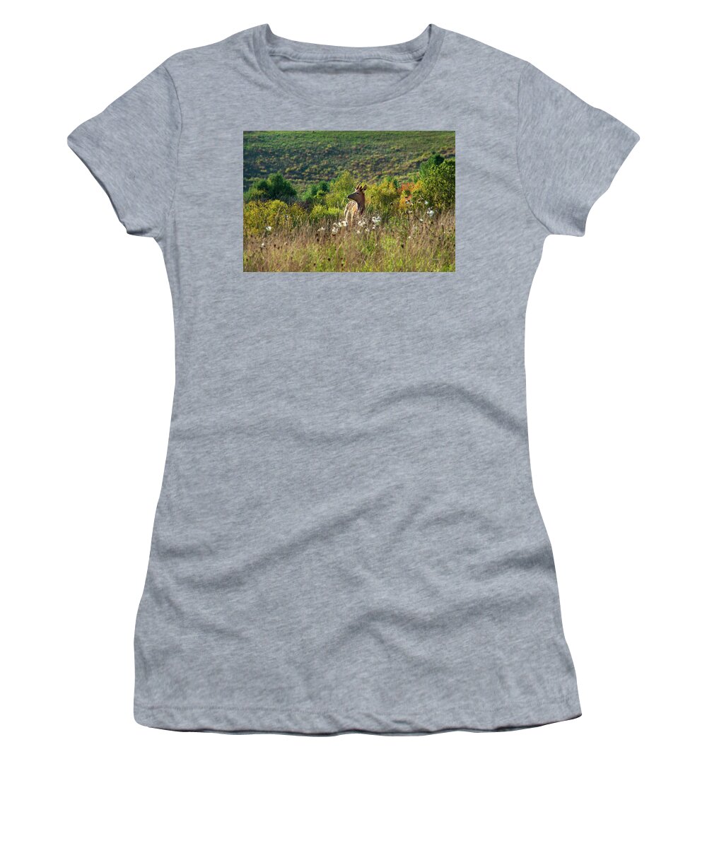Elk Women's T-Shirt featuring the photograph Elk In Fall Field by Christina Rollo