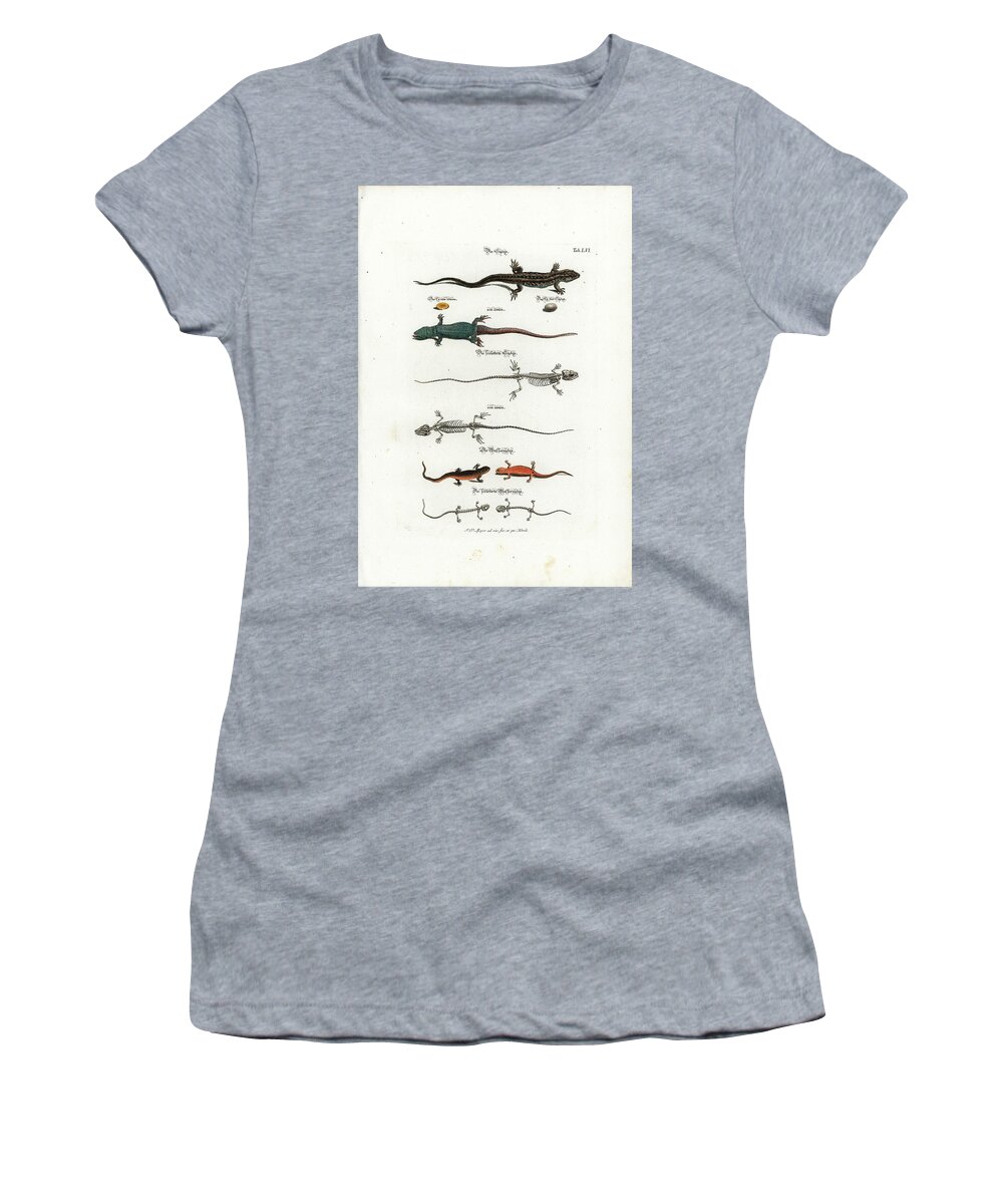 Salamander Women's T-Shirt featuring the drawing European Lizards and Newts by Johann Daniel Meyer