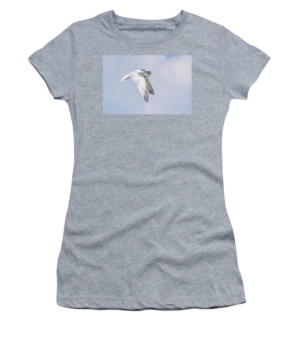 Sandwich Tern Women's T-Shirt featuring the photograph Fresh Catch by Mary Ann Artz