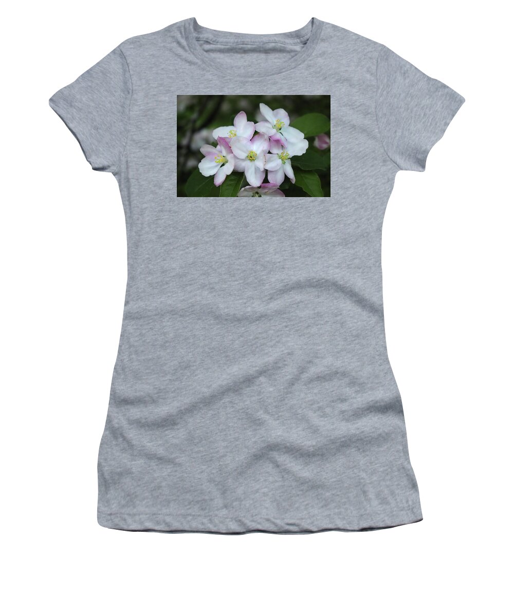 Apple Blossoms Women's T-Shirt featuring the photograph Full Bloom Apple Blossoms by David T Wilkinson