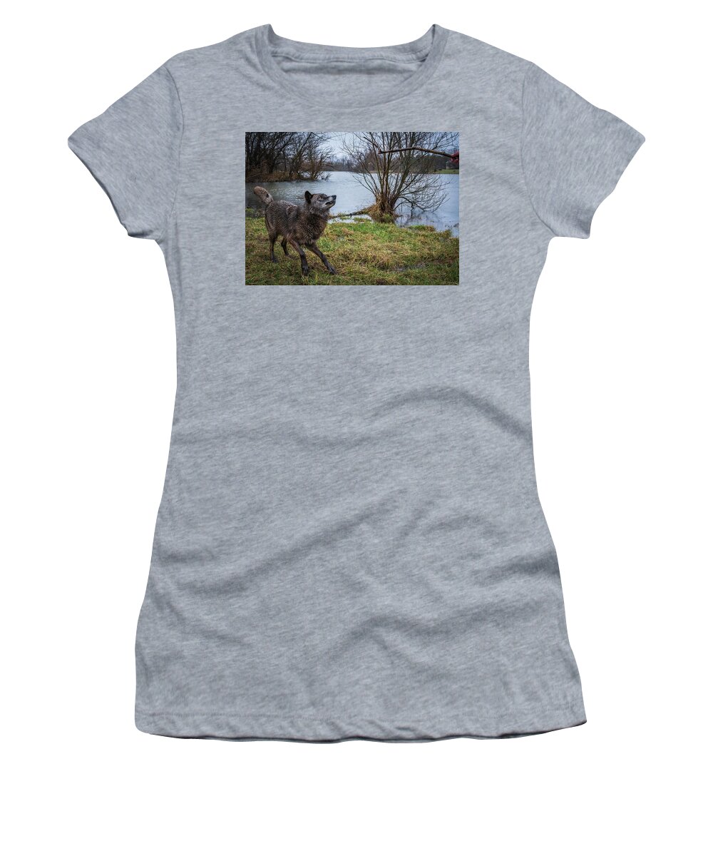 Black Wolf Wolves Women's T-Shirt featuring the photograph Get the Stick by Laura Hedien