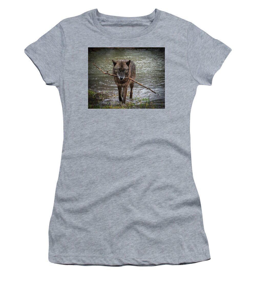 Black Wolf Wolves Women's T-Shirt featuring the photograph Got the Stick by Laura Hedien