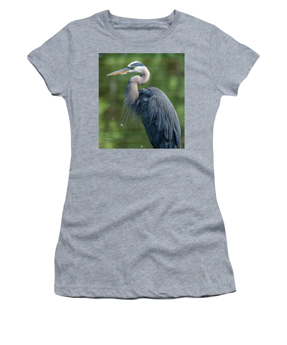 Nature Women's T-Shirt featuring the photograph Great Blue Heron after Preening DMSB0157 by Gerry Gantt