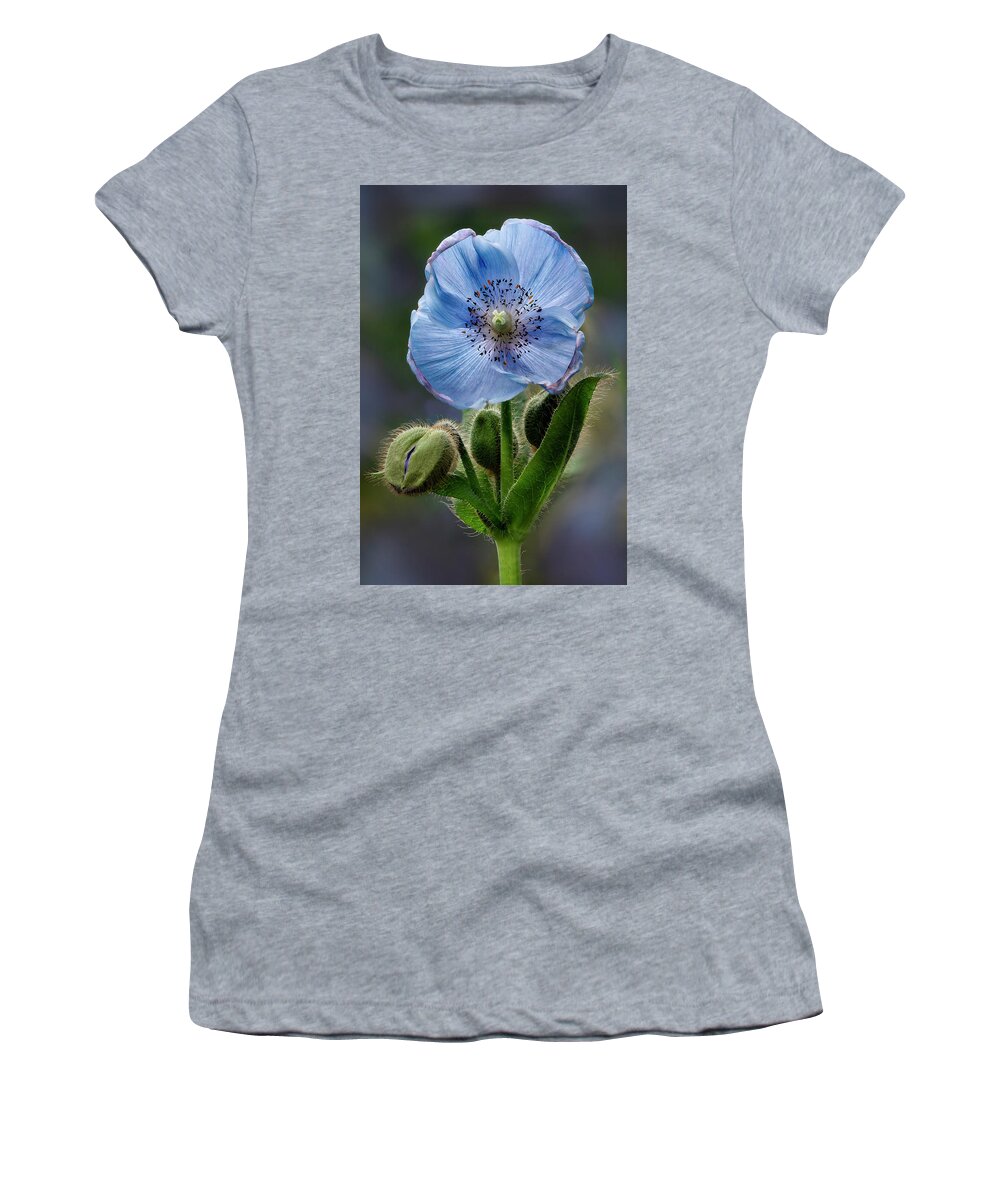 Poppy Women's T-Shirt featuring the photograph Himalayan Blue Poppy Flower And Buds by Susan Candelario