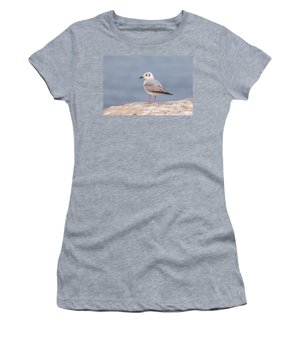 Photography Women's T-Shirt featuring the photograph Juvenile Gull by Alma Danison