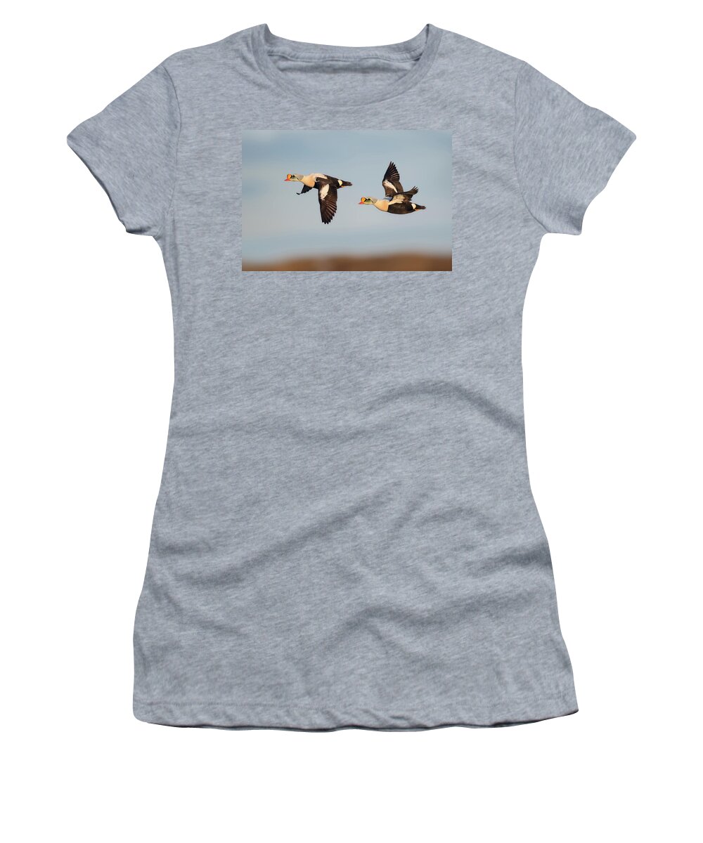 King Eider Women's T-Shirt featuring the photograph Kings on the Wing by Daniel Behm