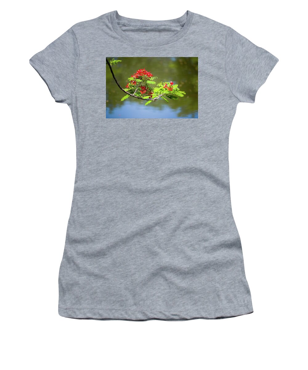 Tree Women's T-Shirt featuring the photograph Ladies of the Lake - Royal Poinciana Flowers by T Lynn Dodsworth