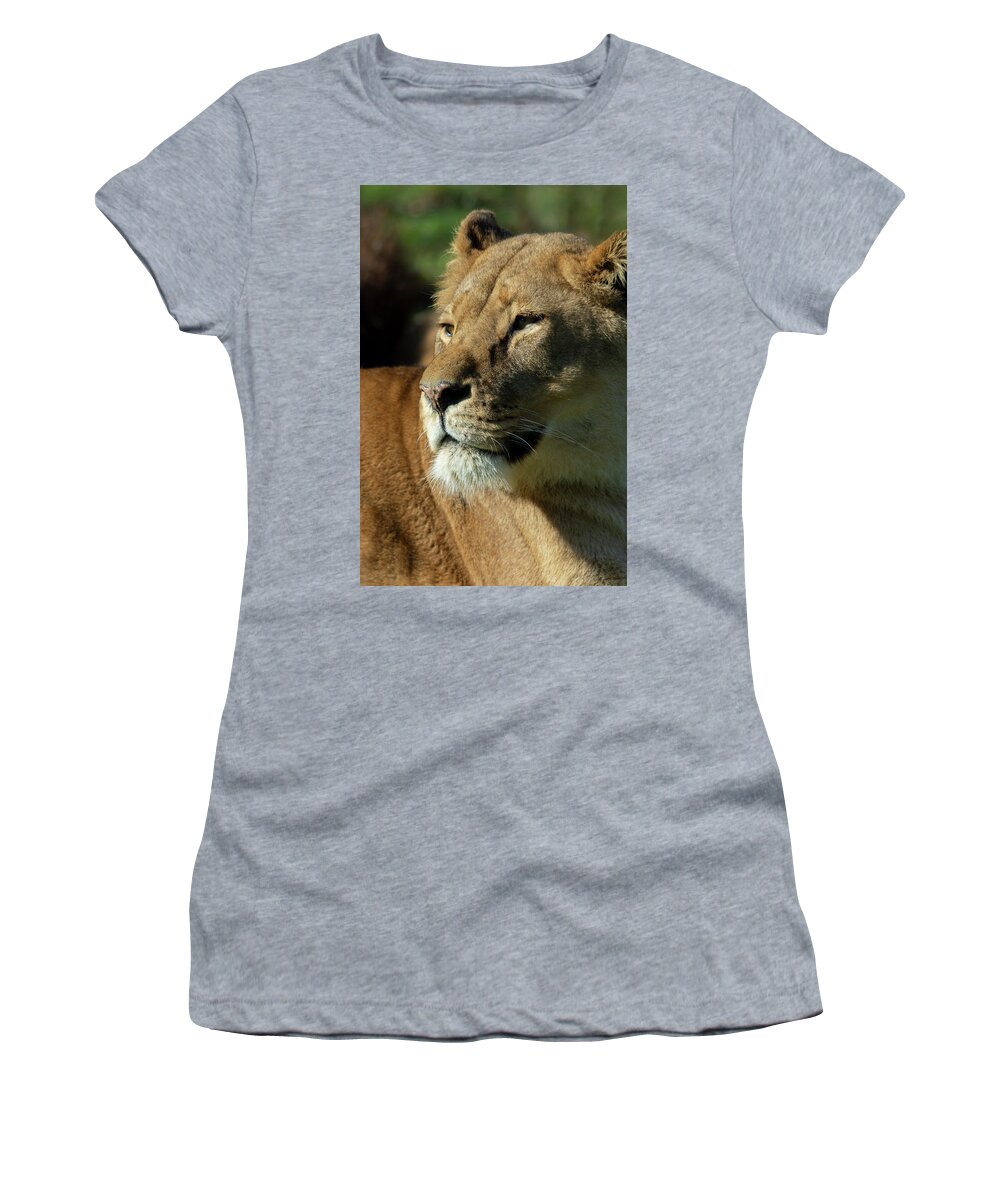 Lion Women's T-Shirt featuring the photograph Lioness stare by Steev Stamford