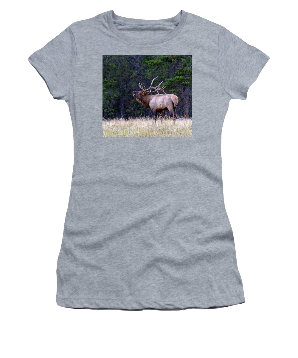 Wapiti Women's T-Shirt featuring the photograph Massive Bull Elk Bugling in Fall Rut Breeding Season by Robert C Paulson Jr