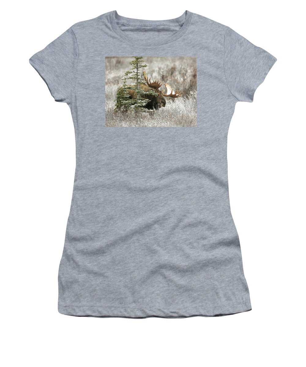 Sam Amato Photography Women's T-Shirt featuring the photograph Monster Denali Bull Moose by Sam Amato