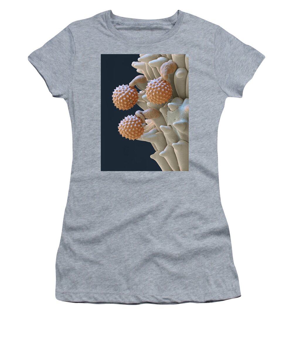 Ambrosia Women's T-Shirt featuring the photograph Pollen And Pollen Tubes, Sem by Oliver Meckes EYE OF SCIENCE