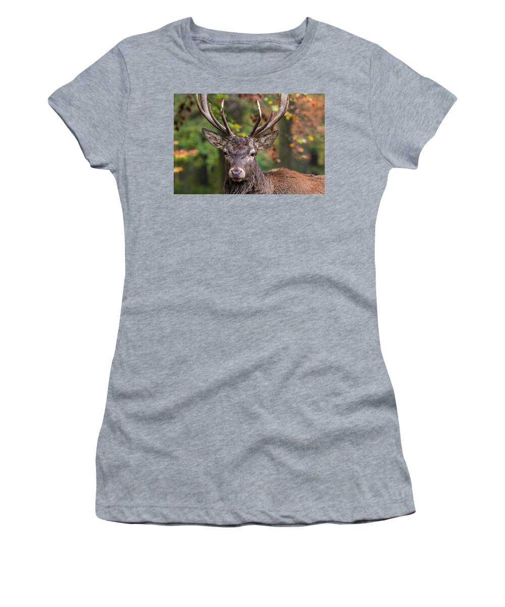 Red Deer Women's T-Shirt featuring the photograph Red Deer by Arterra Picture Library
