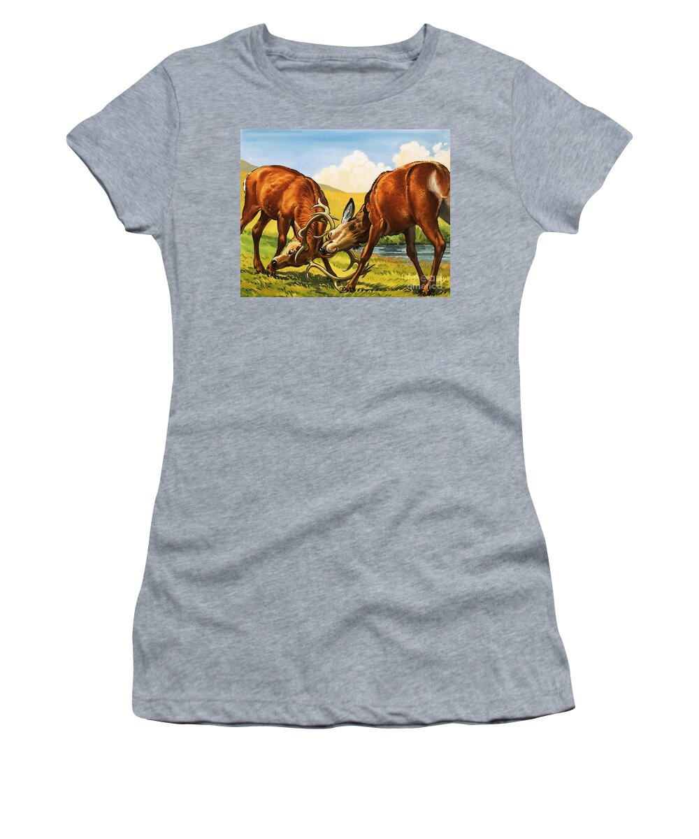 Rutting Women's T-Shirt featuring the painting Red deer rutting by English School
