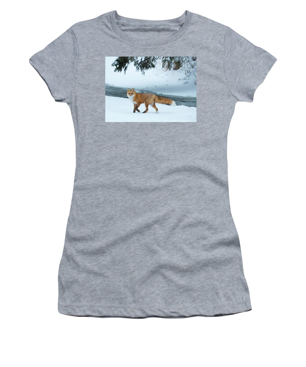 Sam Amato Photography Women's T-Shirt featuring the photograph Red Fox on a snowy day by Sam Amato