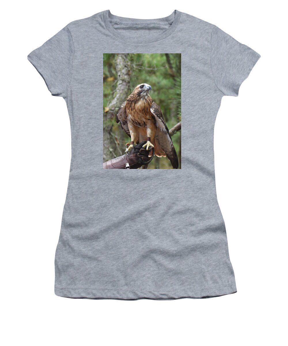 Red Tail Hawk Women's T-Shirt featuring the photograph Red Tailed Hawk 526 by Joyce StJames