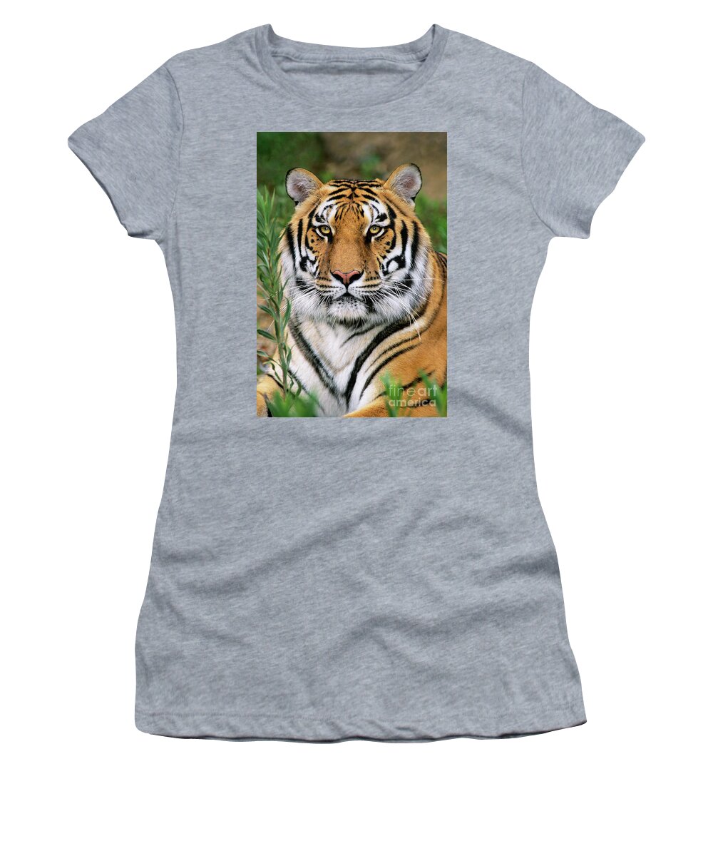 Siberian Tiger Women's T-Shirt featuring the photograph Siberian Tiger Staring Endangered Species Wildlife Rescue by Dave Welling