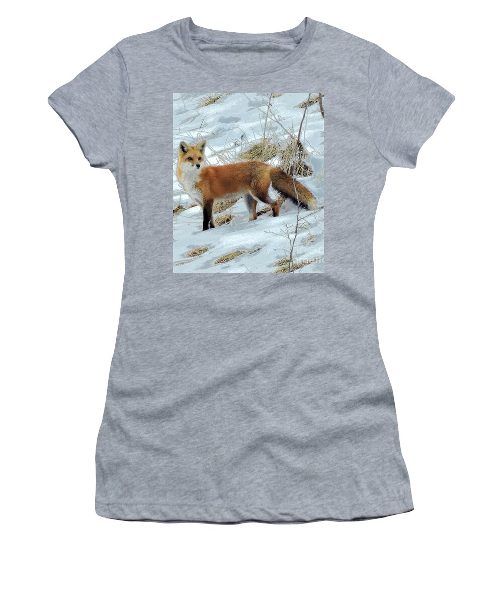 Red Fox Women's T-Shirt featuring the photograph Simply Red by Tami Quigley