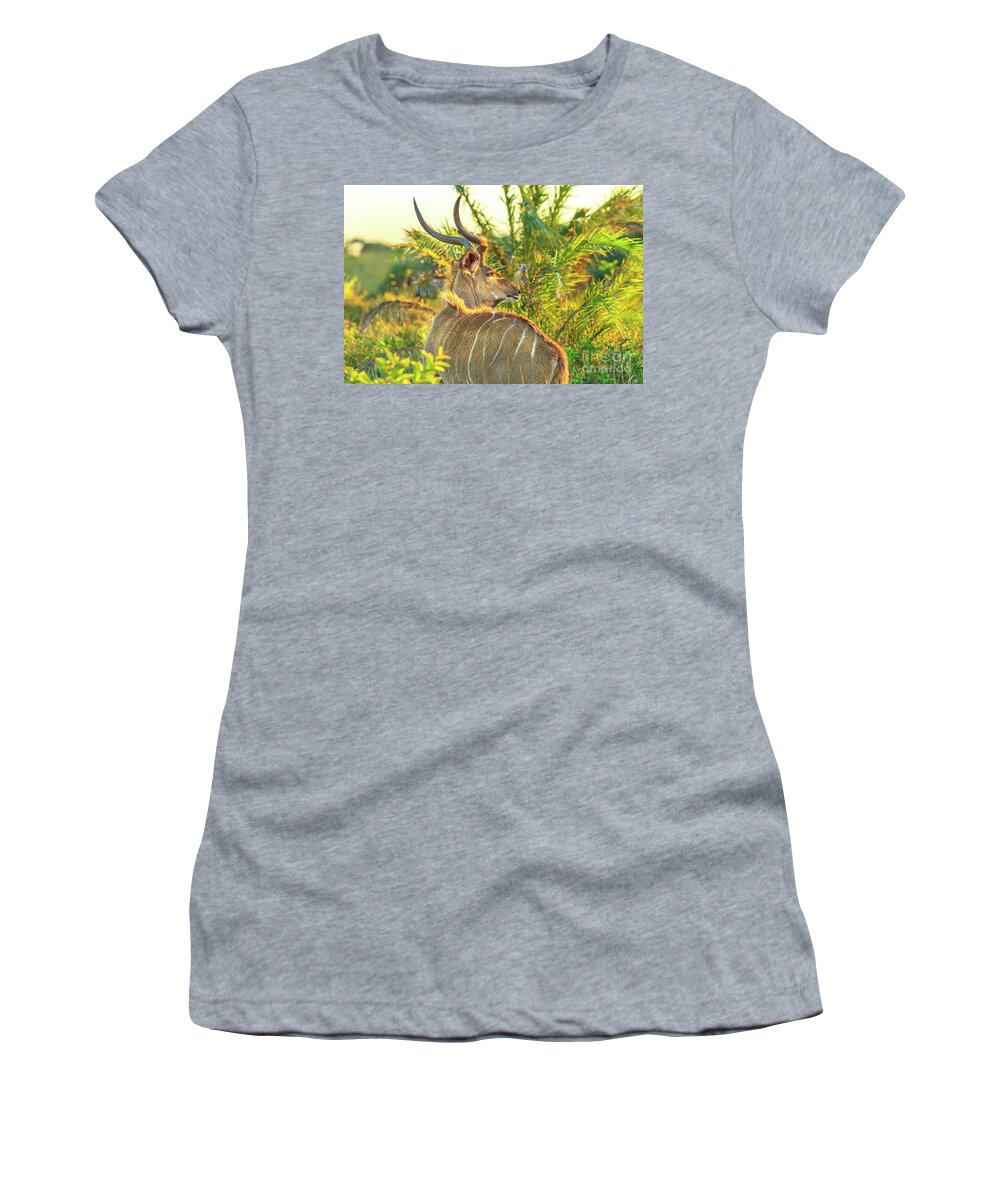 Kudu Women's T-Shirt featuring the photograph Spiral Horned Antelope by Benny Marty