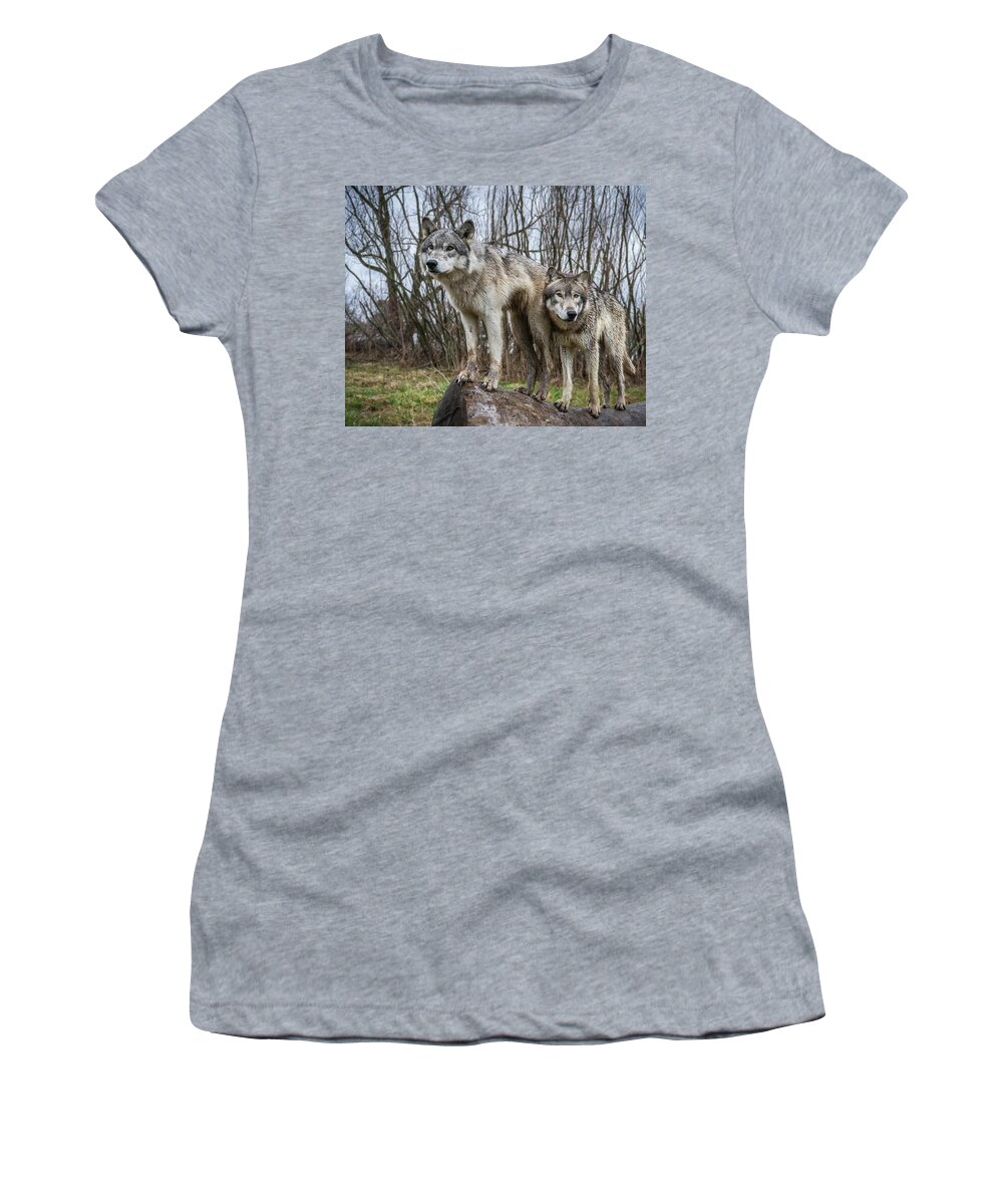 Wolves Wolf Women's T-Shirt featuring the photograph Still Lookin' by Laura Hedien