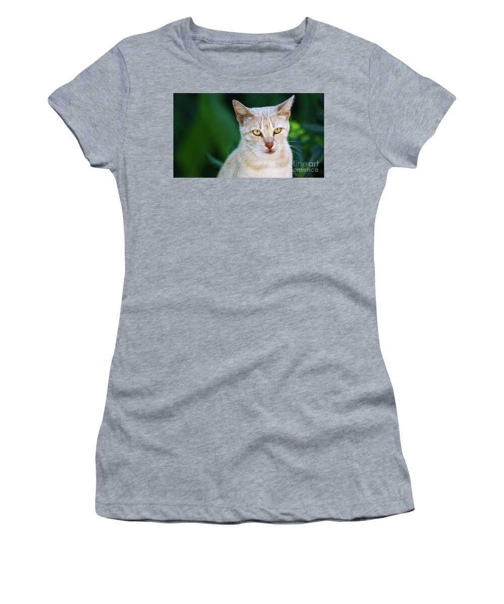 Tabby Women's T-Shirt featuring the photograph Tan Cat Staring in the Woods by Pablo Avanzini